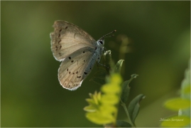 <p>MODRÁSDEK KRUŠINOVÝ (Celastrina argiolus) ---- /Holly blue - Faulbaum-Bläuling/</p>